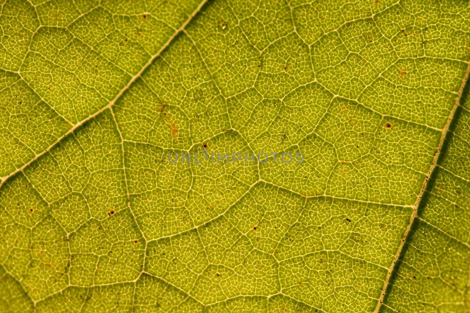 Big green leaf closeup backlite by morning sun