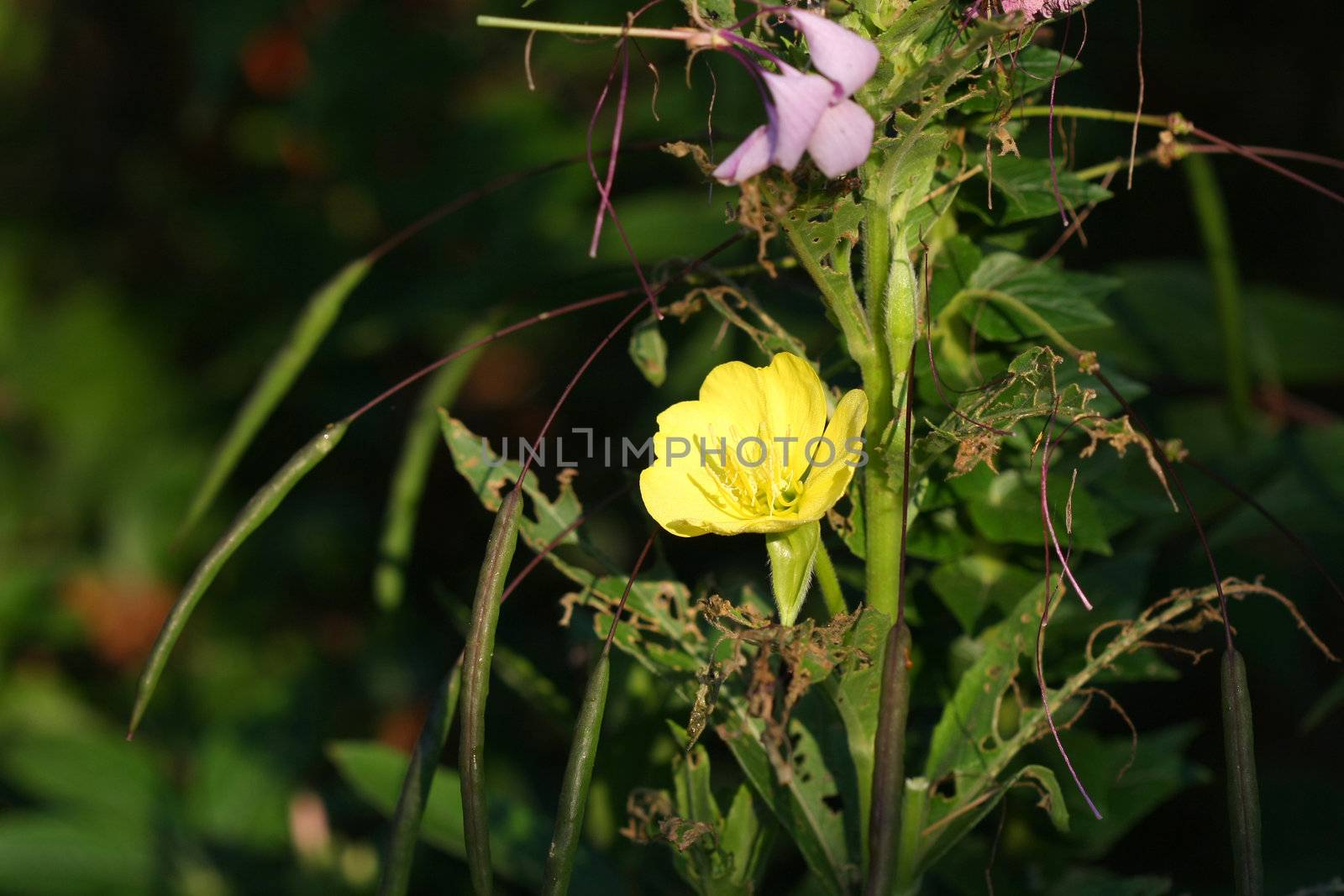 Evening Primrose flower highlighted by early morning sun