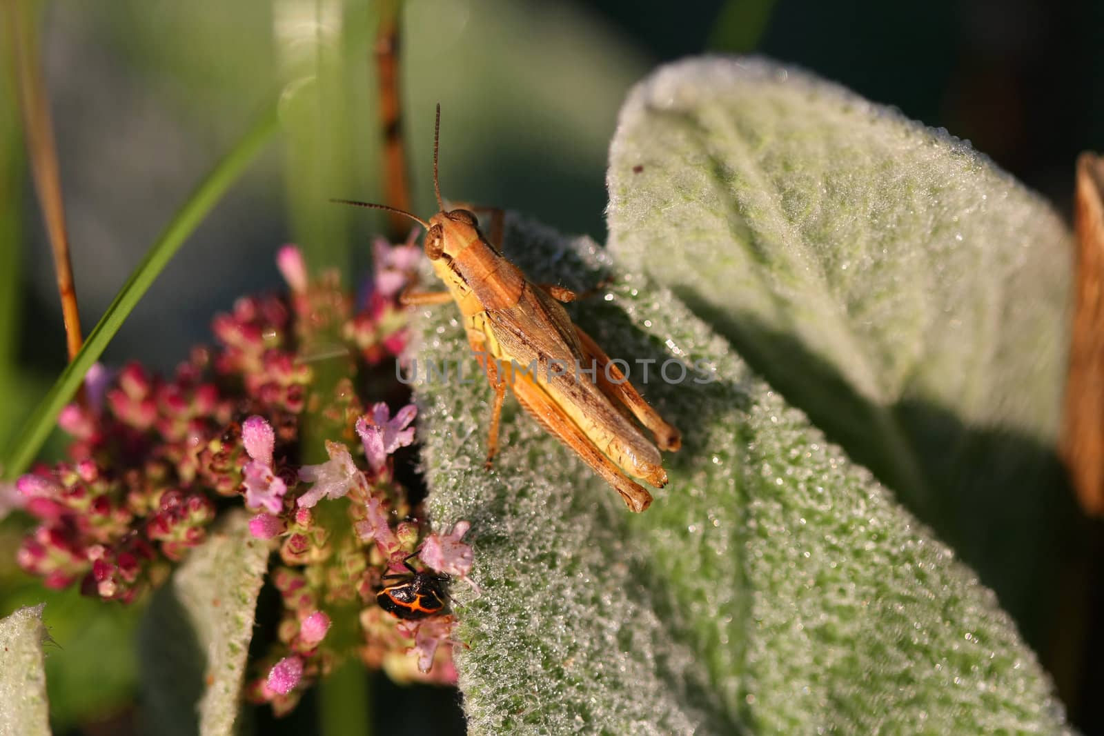 Grasshopper in early morning sun with dew on leaves