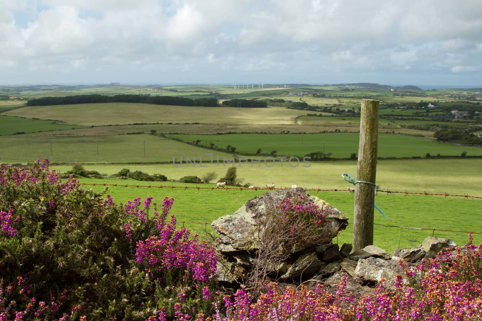 A landscape with heather and gorse leading onto green fields and hedges to the horizon with a cloudy sky.