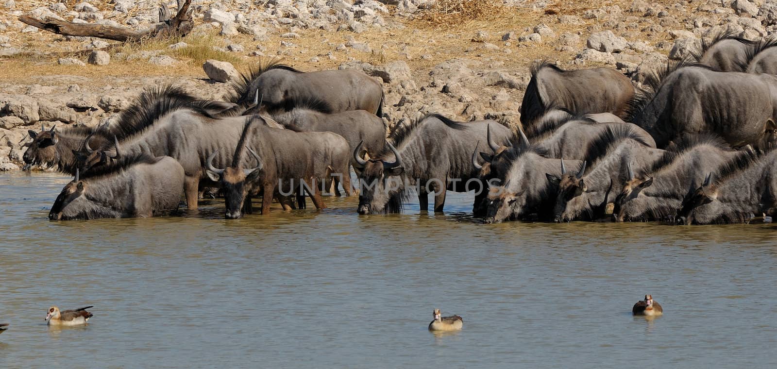 Blue Wildebeest drinking water, Okaukeujo waterhole by dpreezg