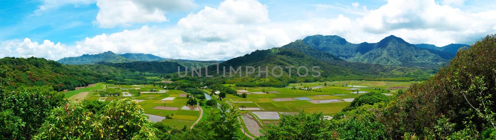 A verdant green valley on the Island of Kauai Hawaii