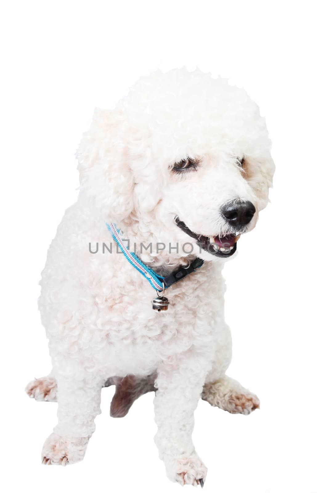 Poodle dog isolated on white background