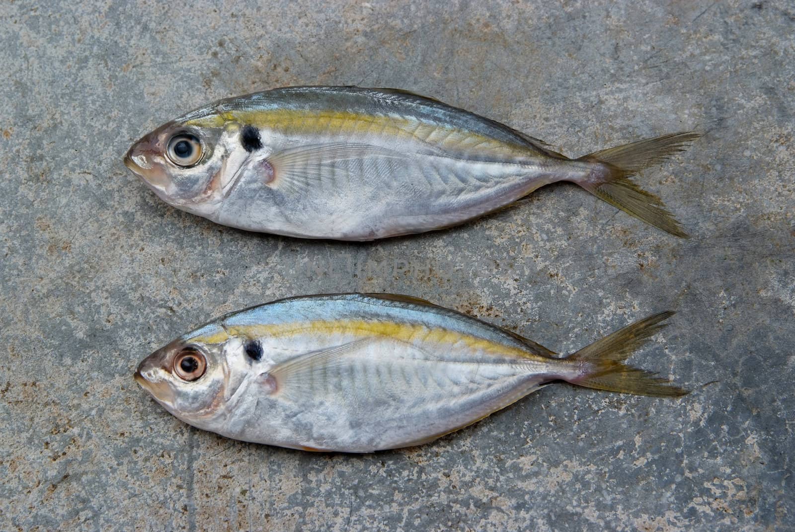 The yellow stripe trevally fish on the texture of the concrete.