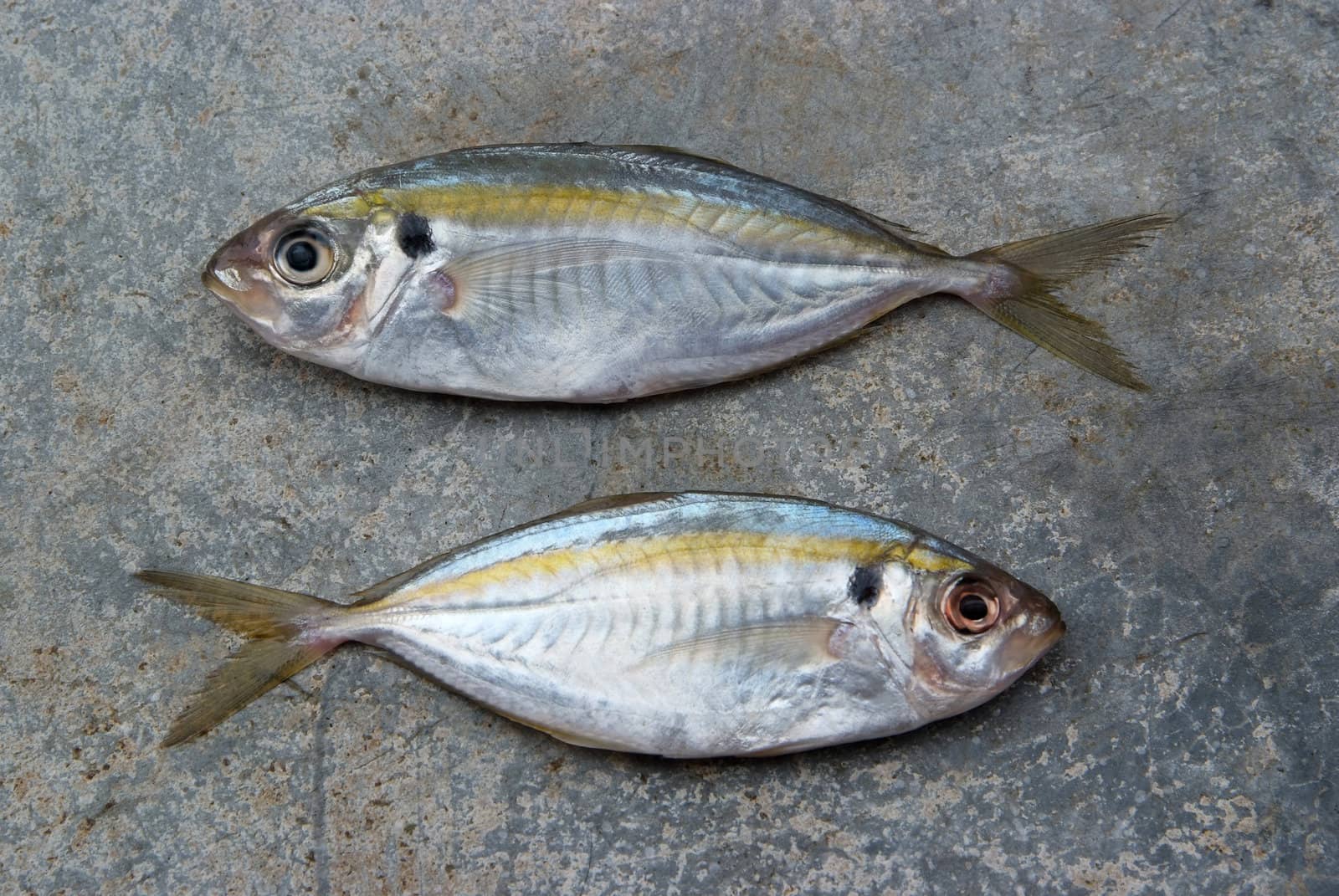 The yellow stripe trevally fish on the texture of the concrete.