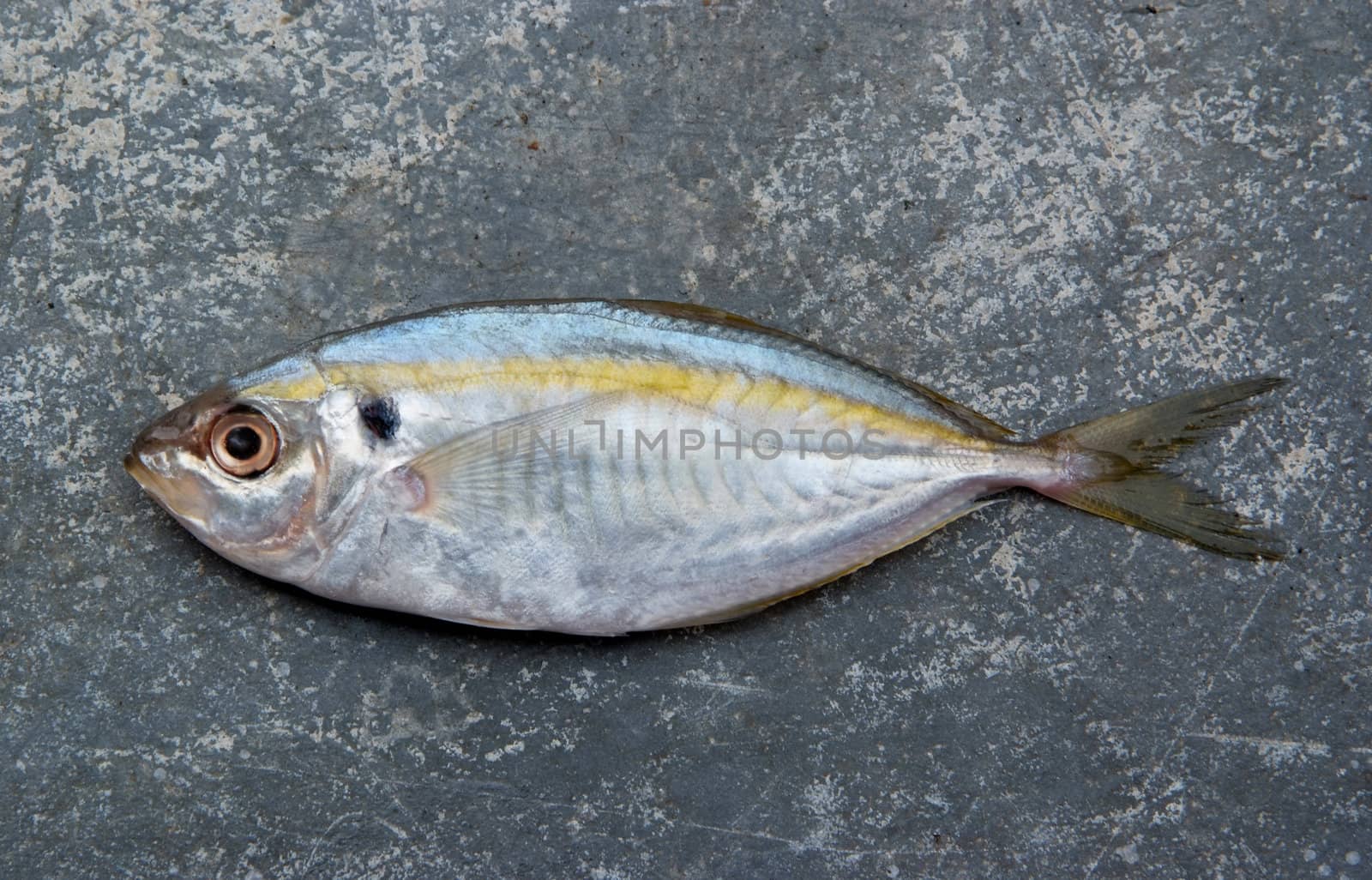 The yellow stripe trevally fish on the texture of the concrete.