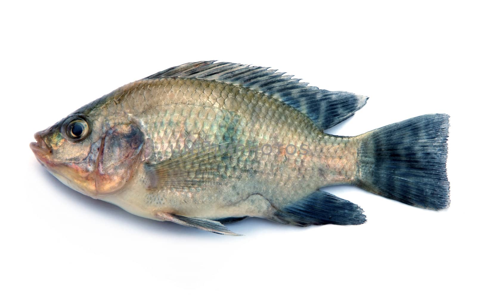 Nile Tilapia fish on white background by opasstudio