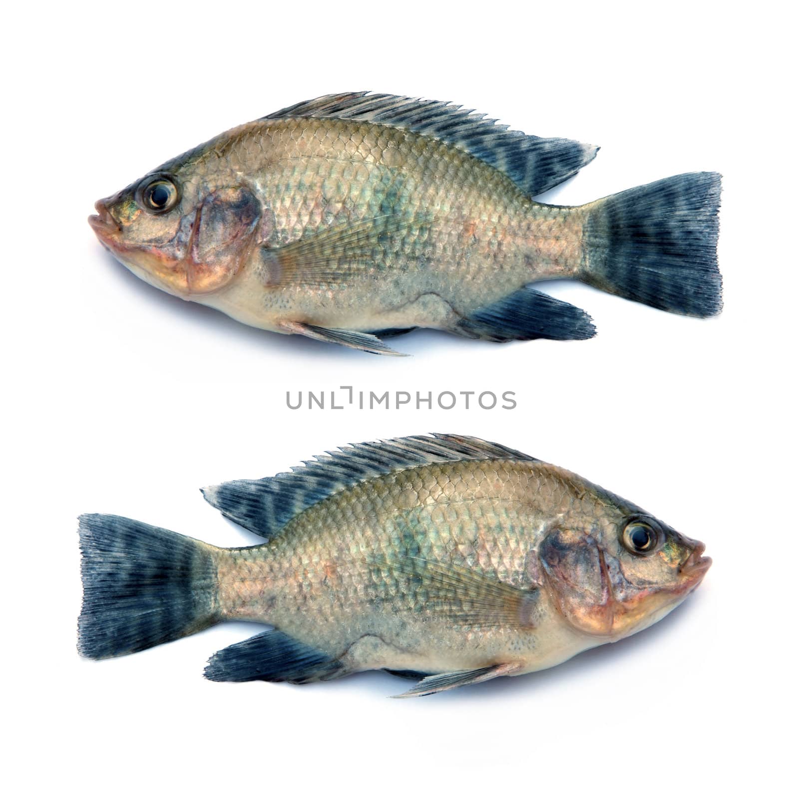 Fresh fish isolated on a white background 