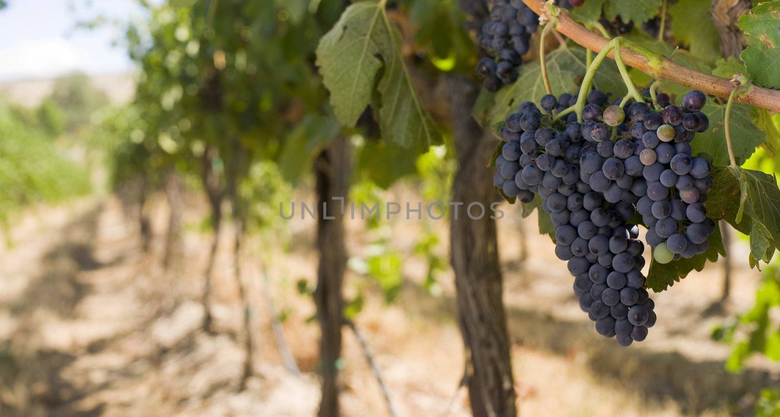 Grapes on the Vine by ChrisBoswell