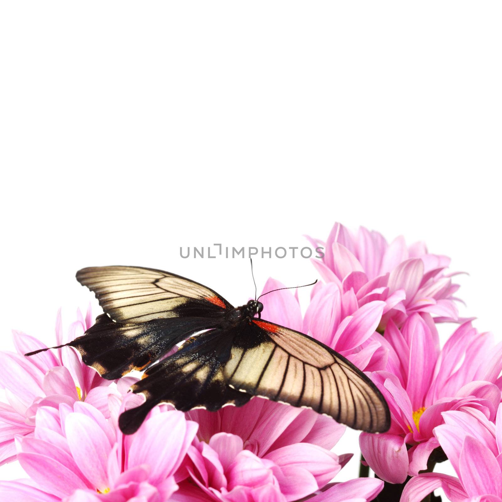 Papilio Lovii  on the flowers