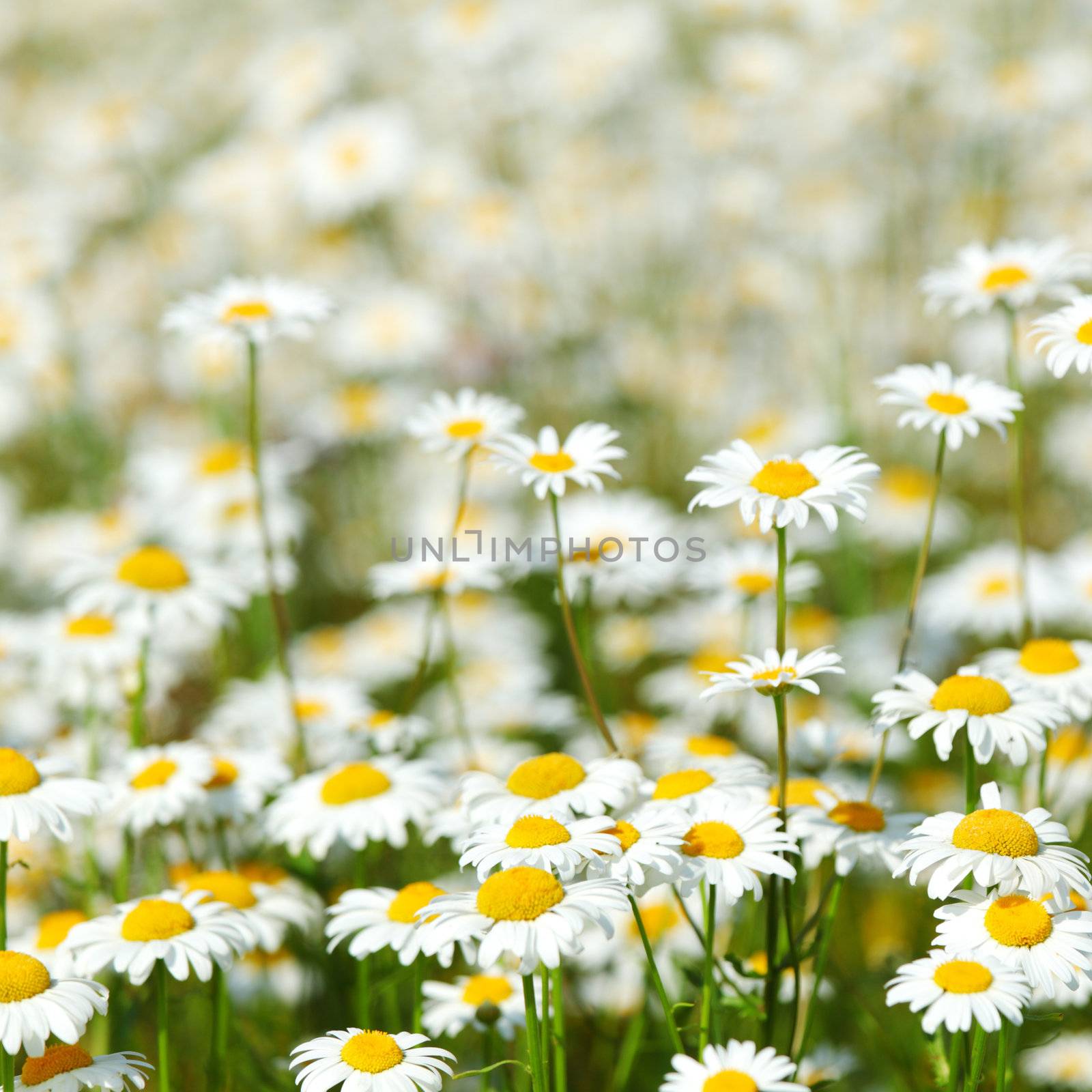 camomiles summer field