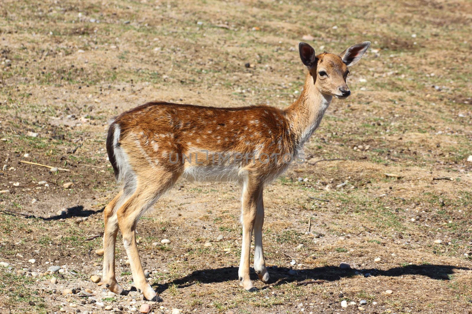 fallow deer fawn ( dama dama ) profile in the field