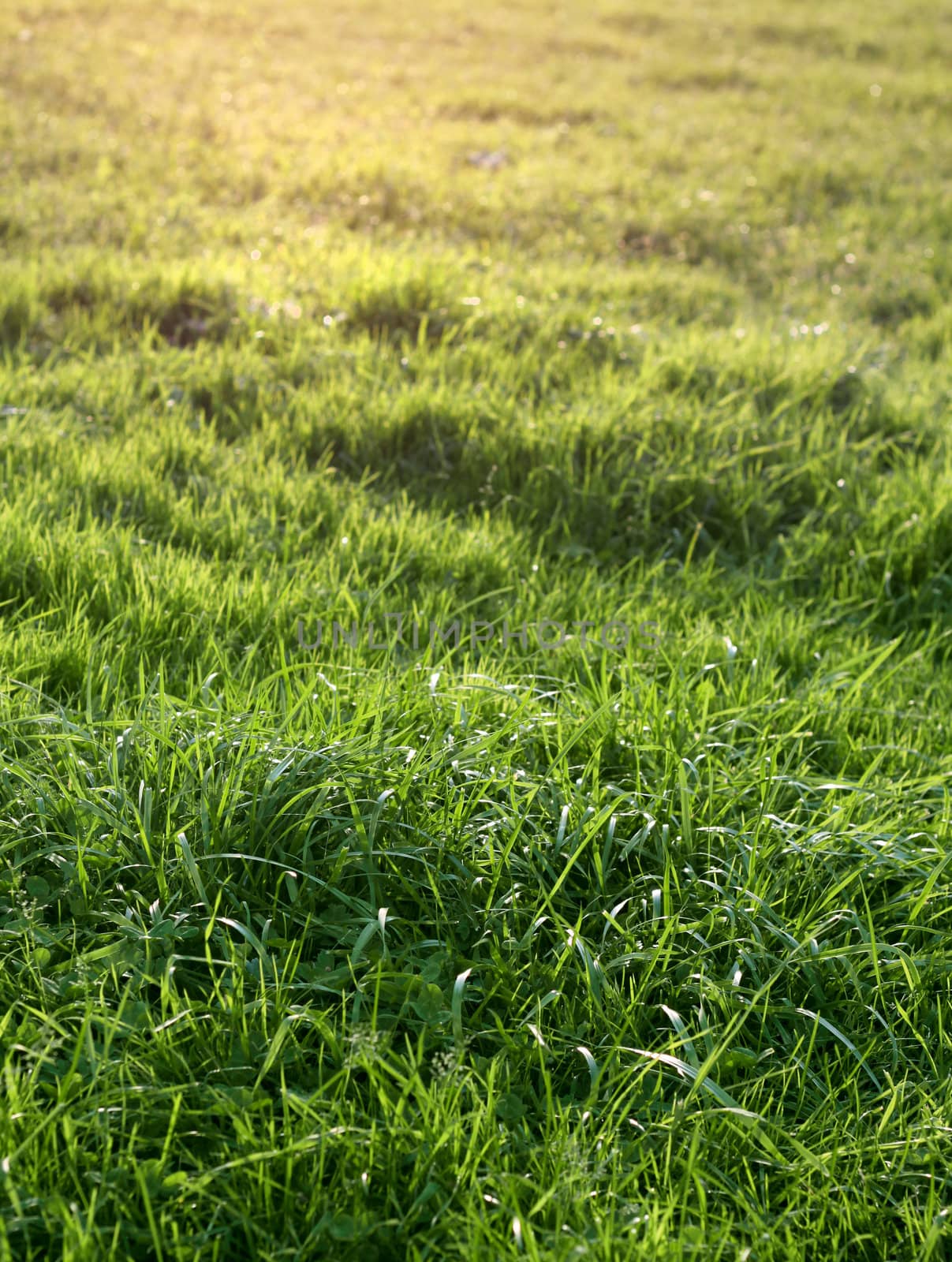 Natural green grass by anterovium