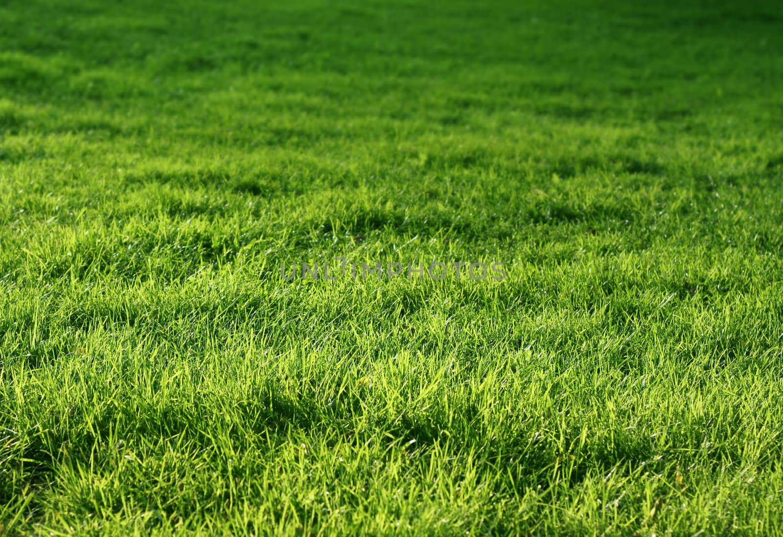 Natural green grass meadow, shallow DOF