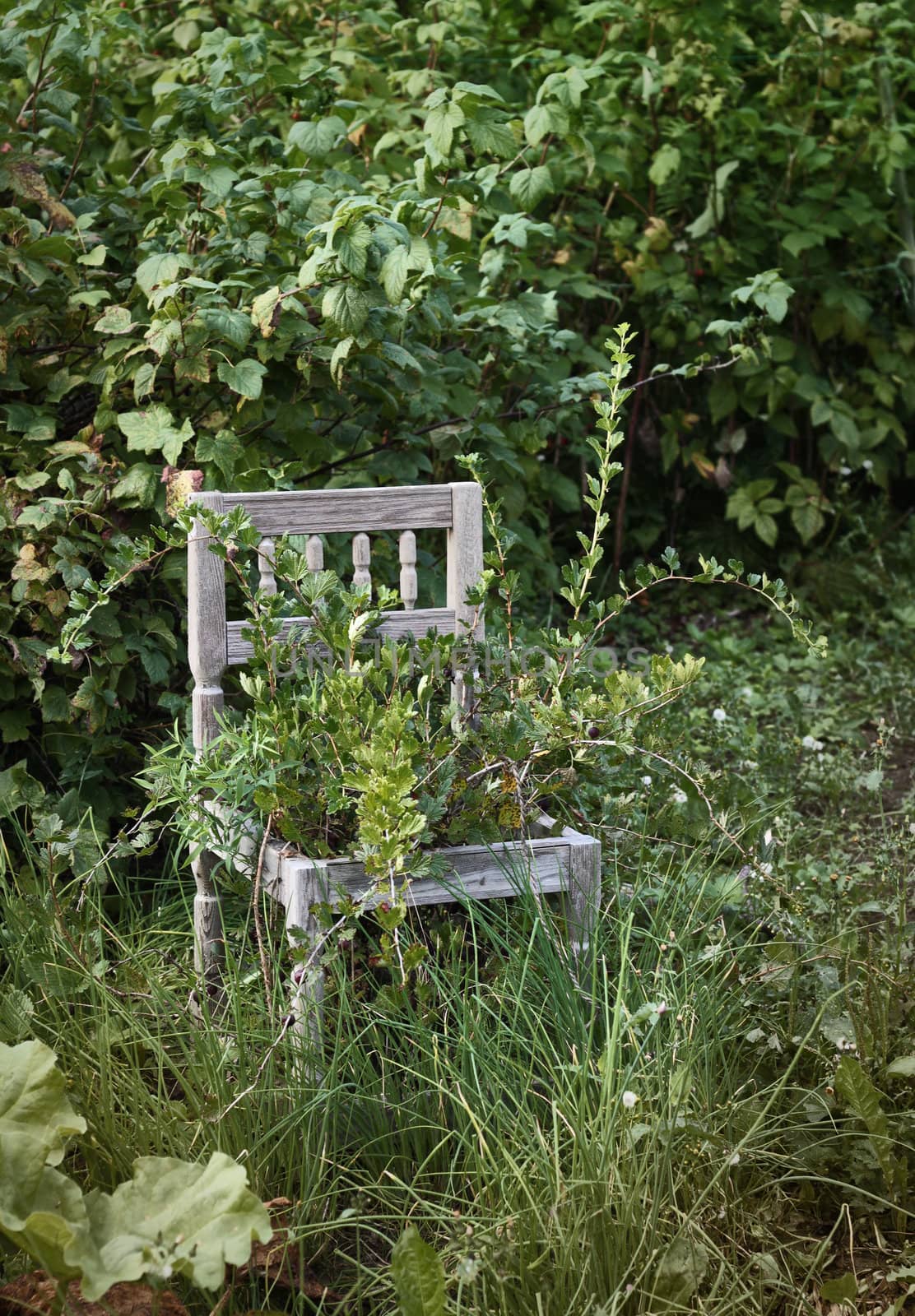 Old wooden chair in wild growing abandoned garden