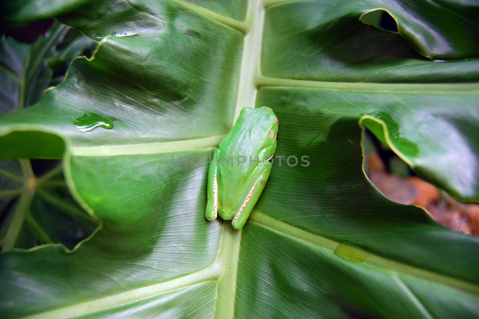 Green tree frog o leaf by danemo