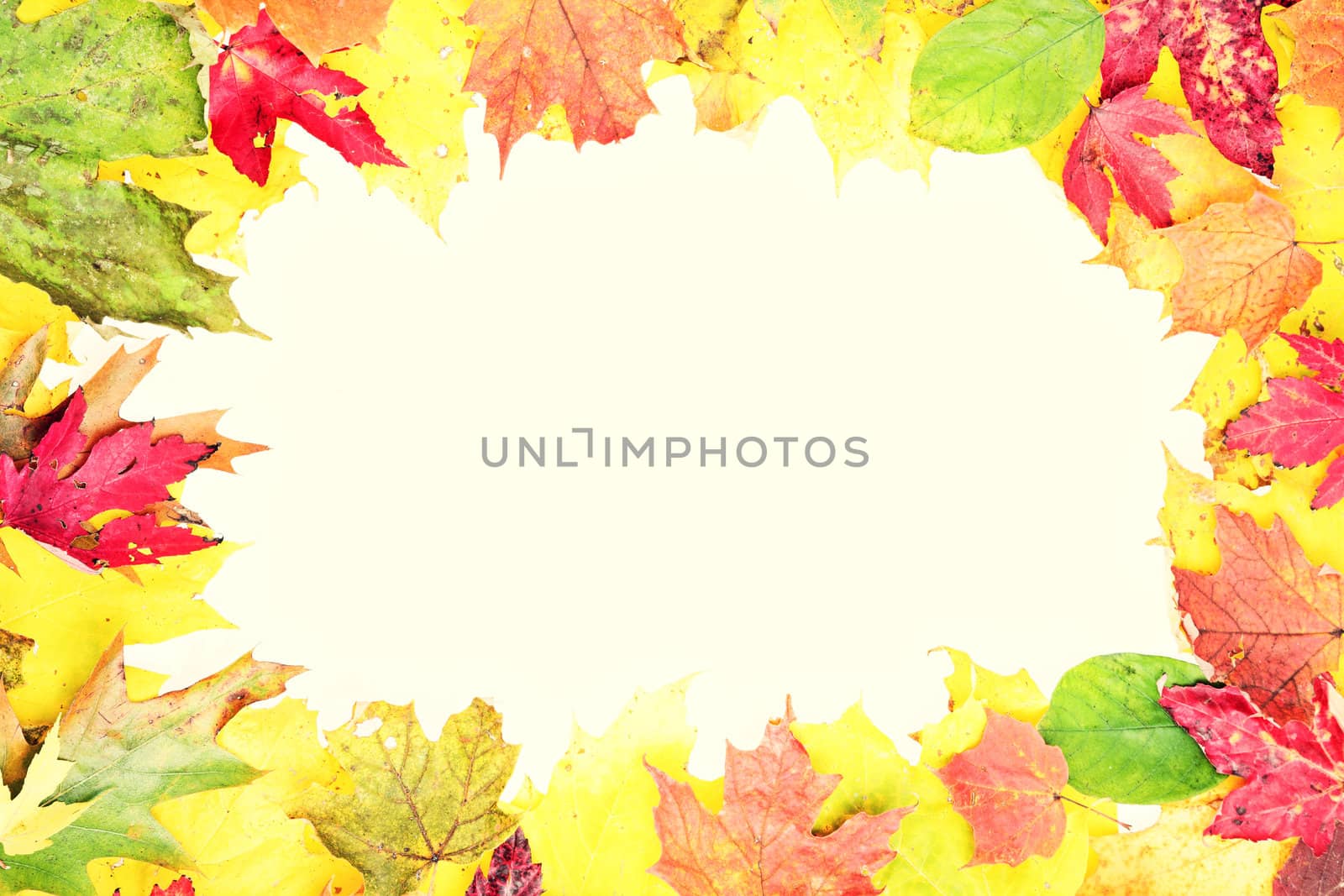 Leaves fall frame in retro style. Real leaves forming a frame. Retro vintage style photo.