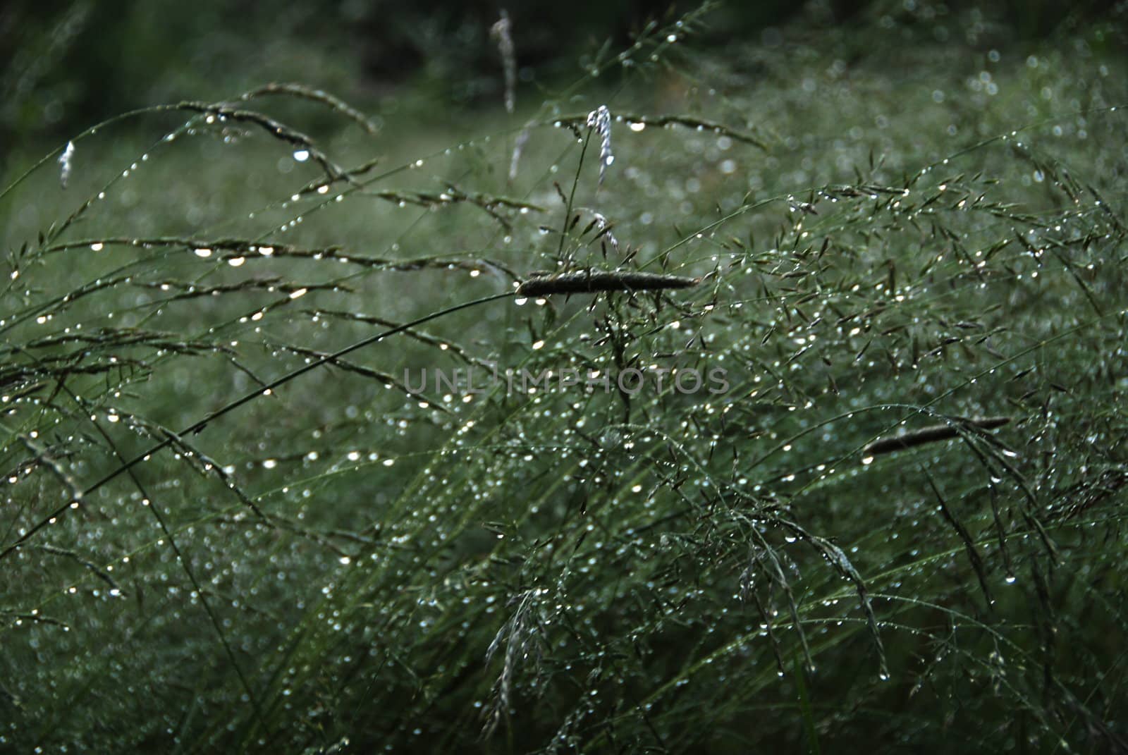 Stalks of grass in the morning are covered by drops of dew 