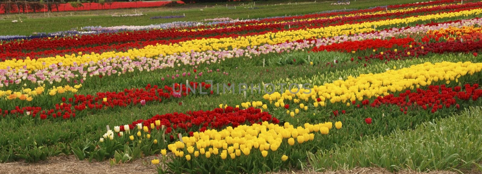 Red and yellow tulip fields in Holland in the spring