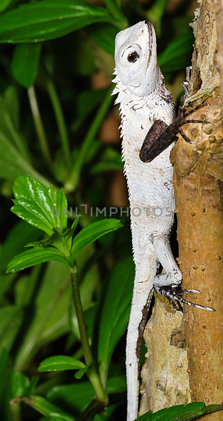 Beautiful white tropical lizard from the Maldivian jungle 