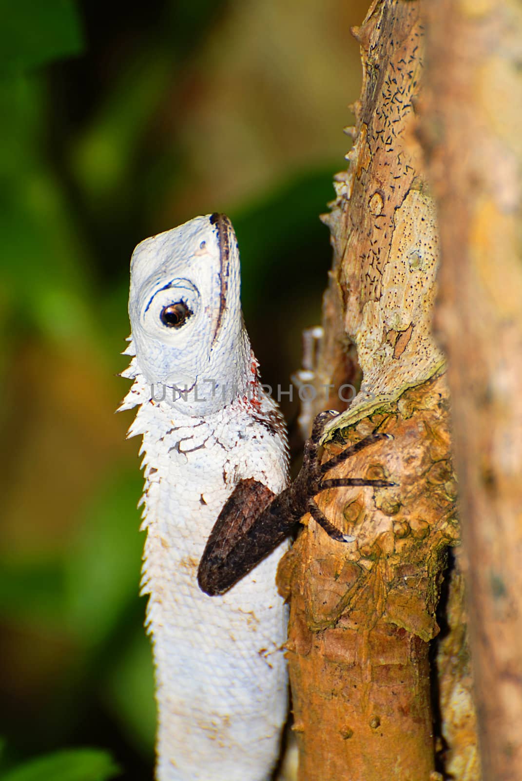 Beautiful white tropical lizard from the Maldivian jungle 