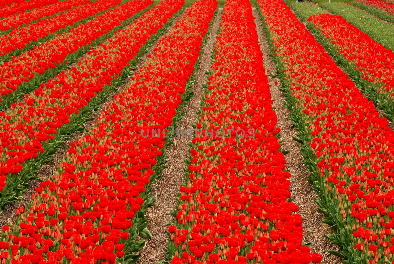 Field full of red blooming tulips in Holland