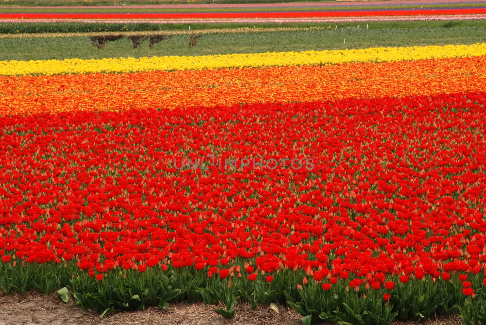 Red and yellow tulip fields in Holland in the spring