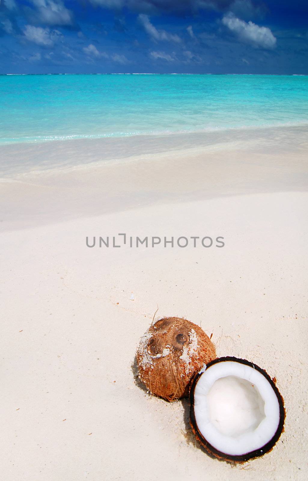 Coconut on the beach by fyletto