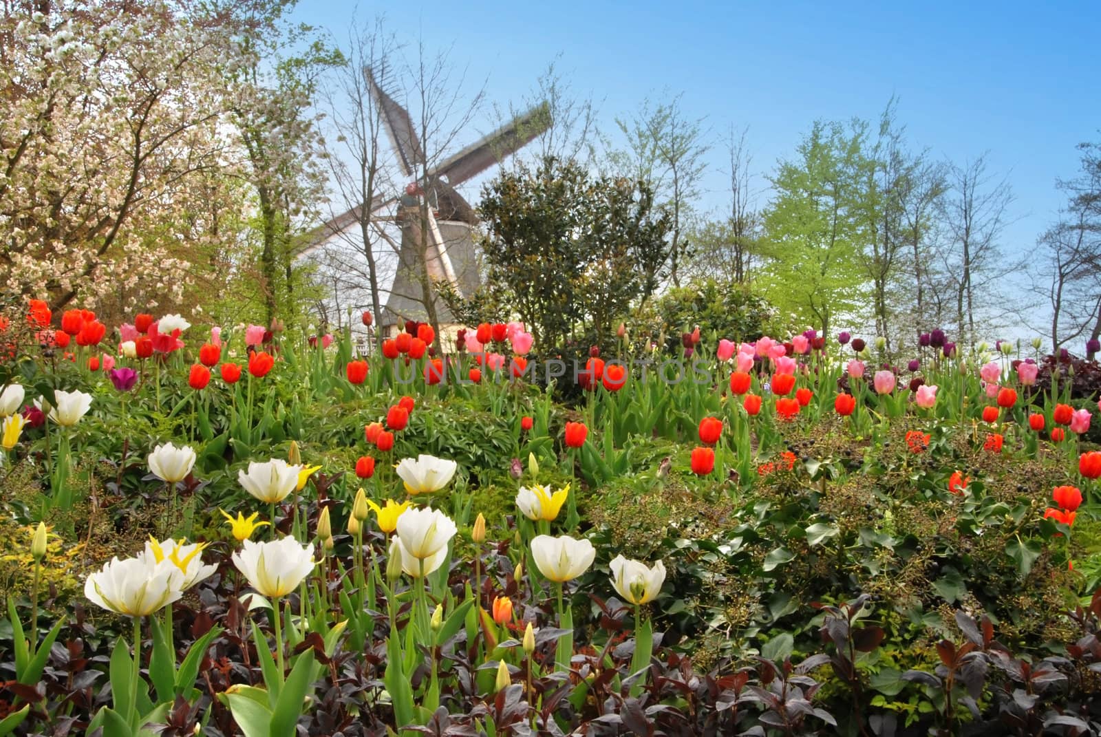 Beautiful spring landscape of blooming tulip gardens in Holland and the old wind mill