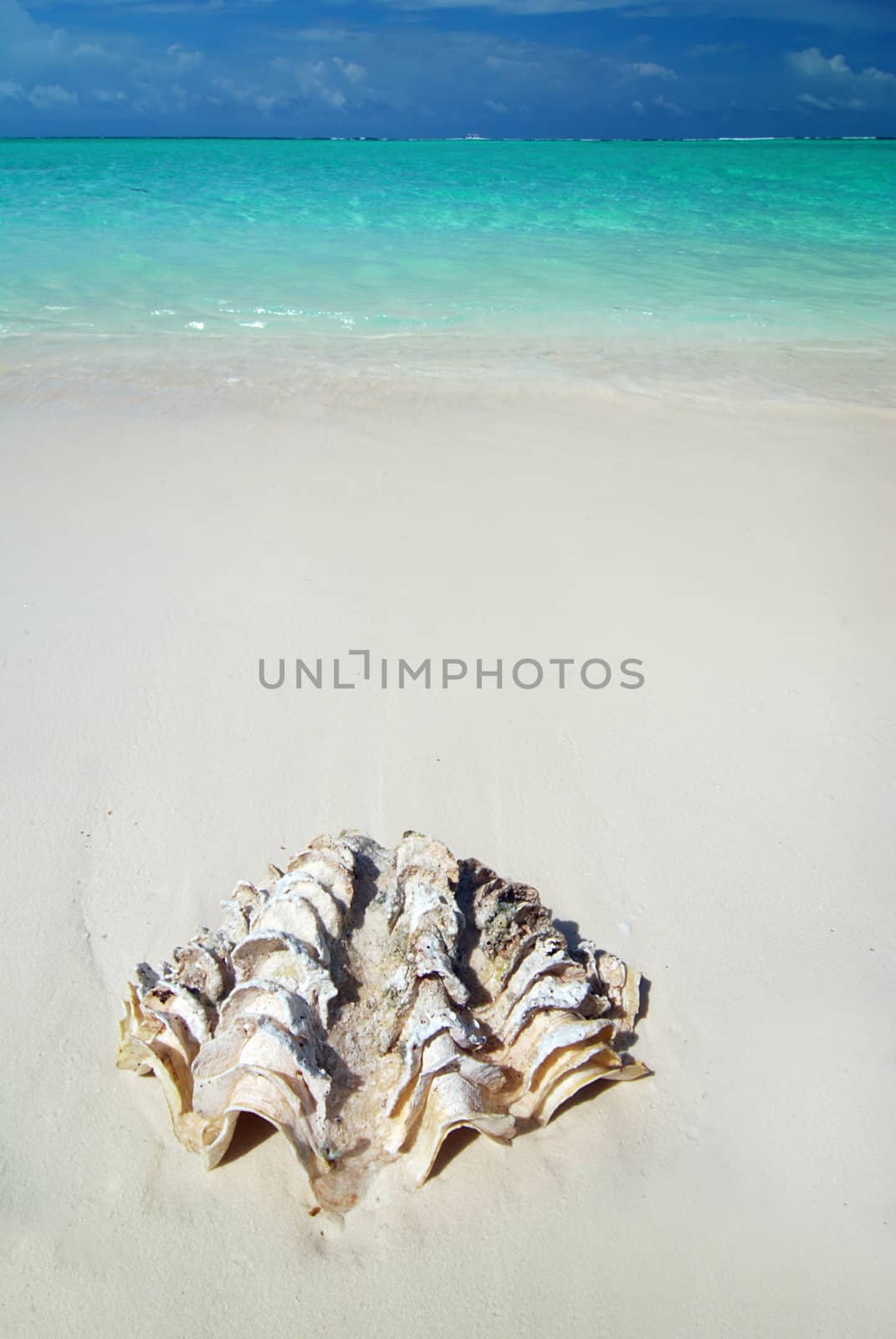 Giant shell is lying on a tropical maldivian beach