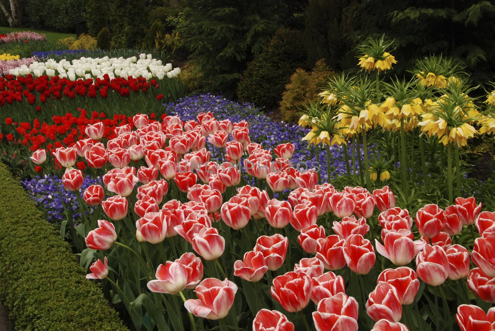 Beautiful pink tulips and purple hyacinths blooming