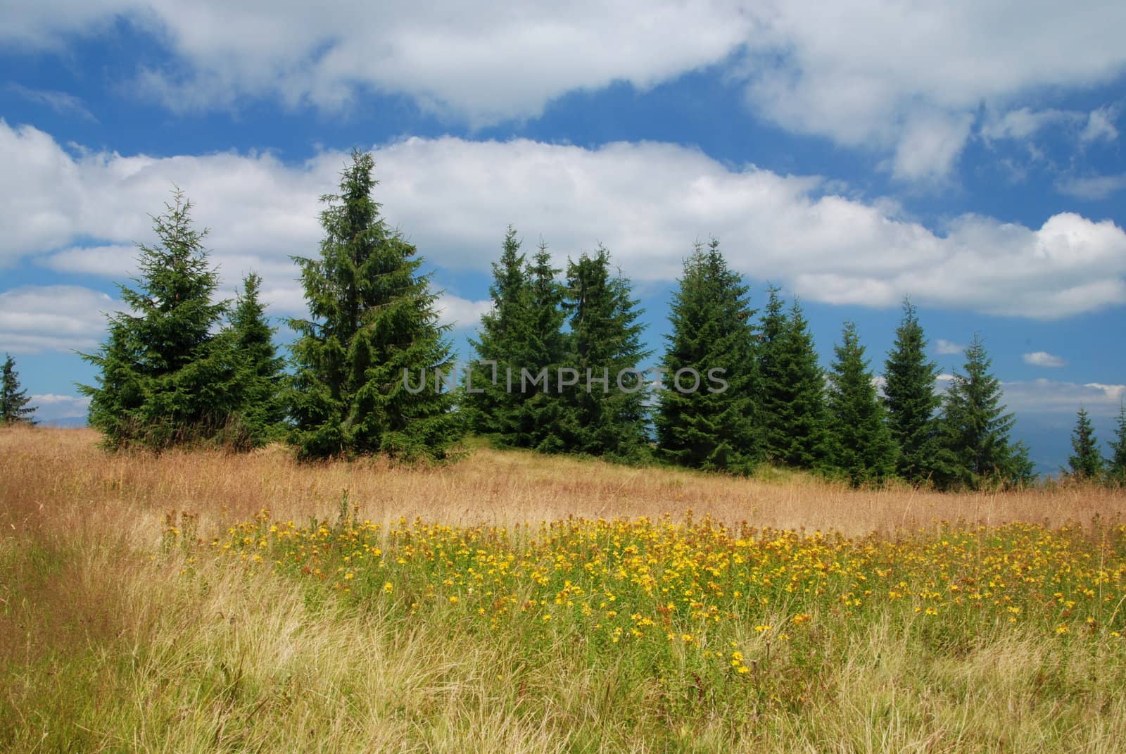 Mountain meadow with blooming yellow flowers of St. John's wort 
