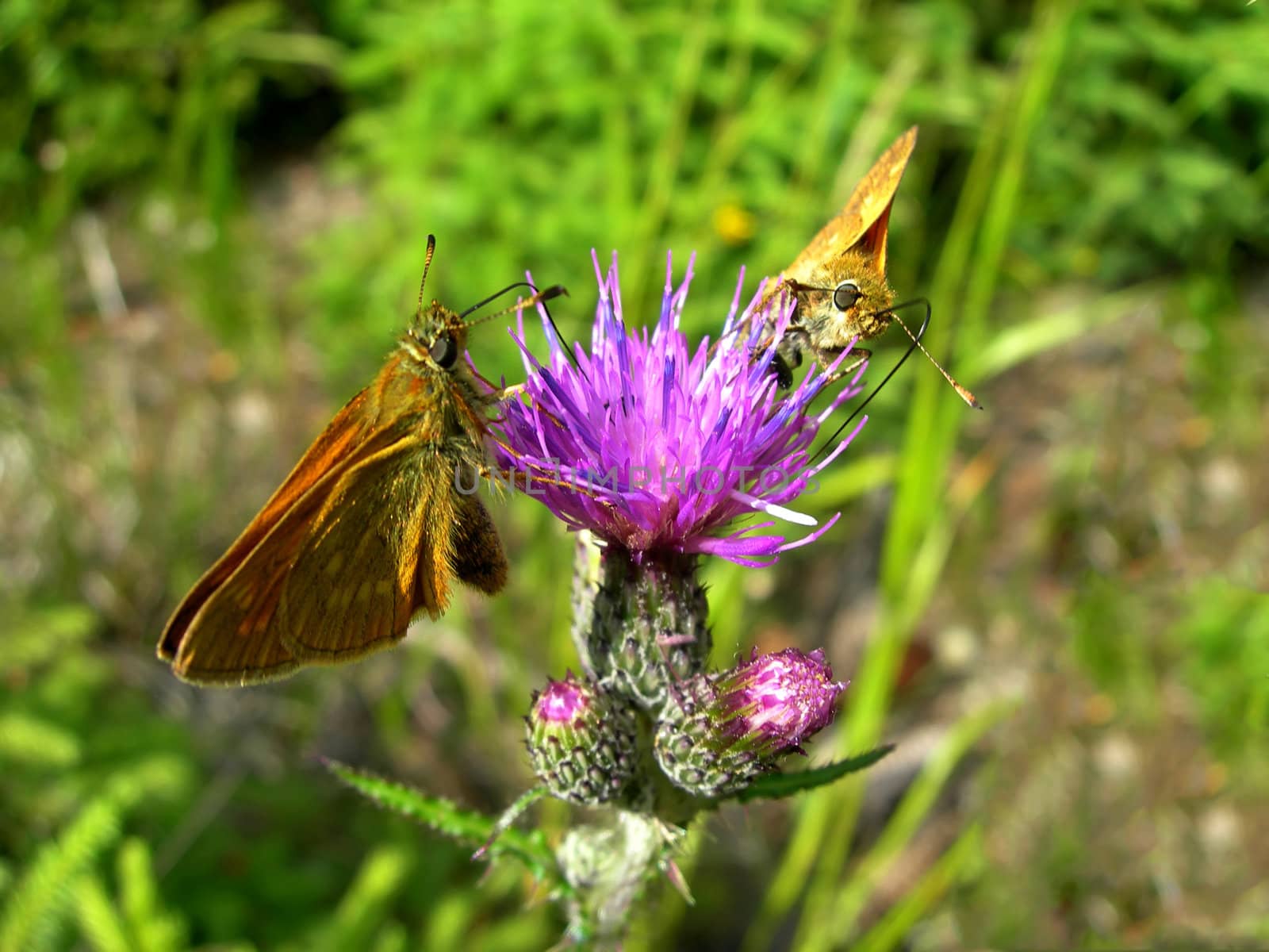 Butterflies on the thistle  by drakodav