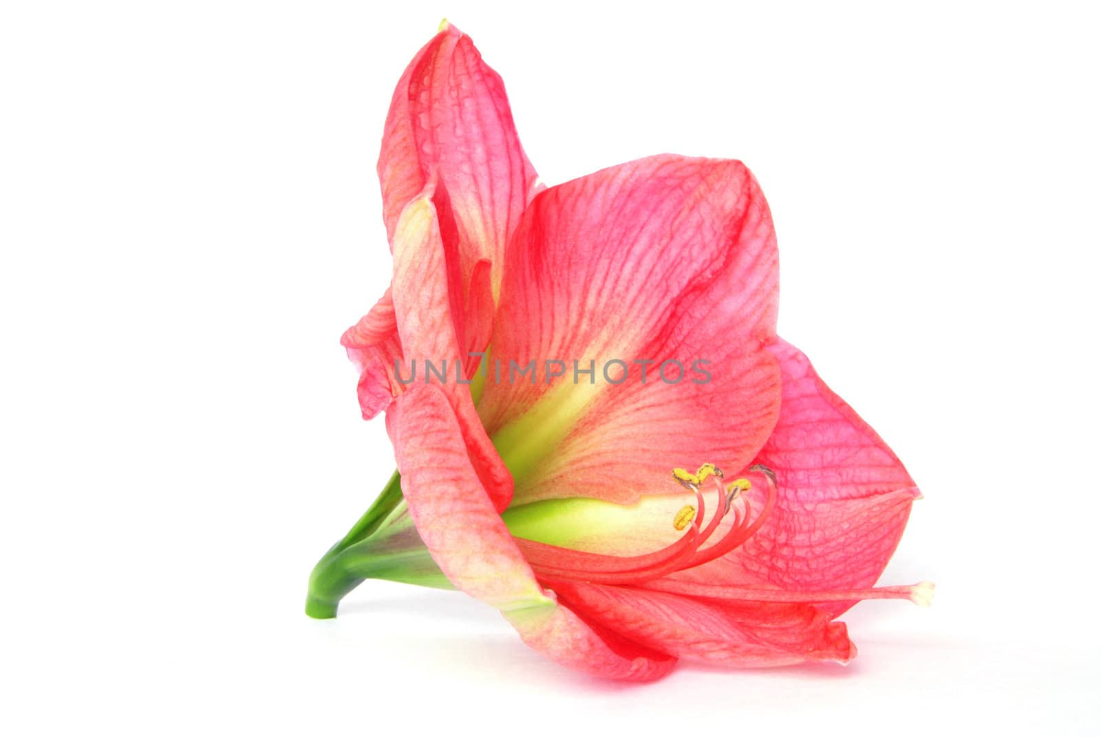 Beautiful bloom of pink amaryllis flower isolated on white