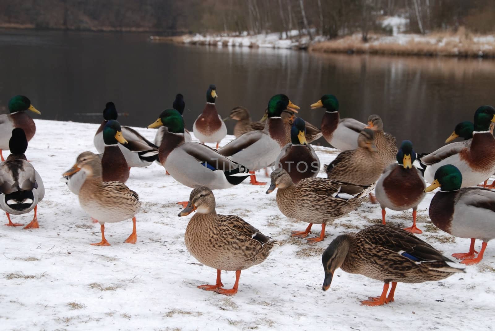 Flock of wild ducks on the river bank