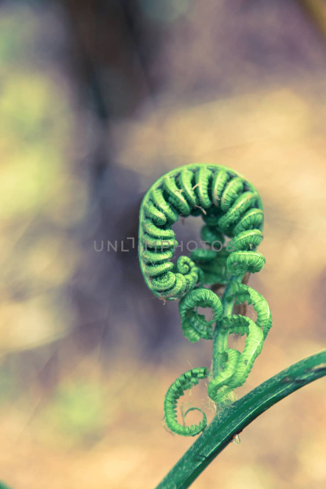 A young fern about to expand and grow