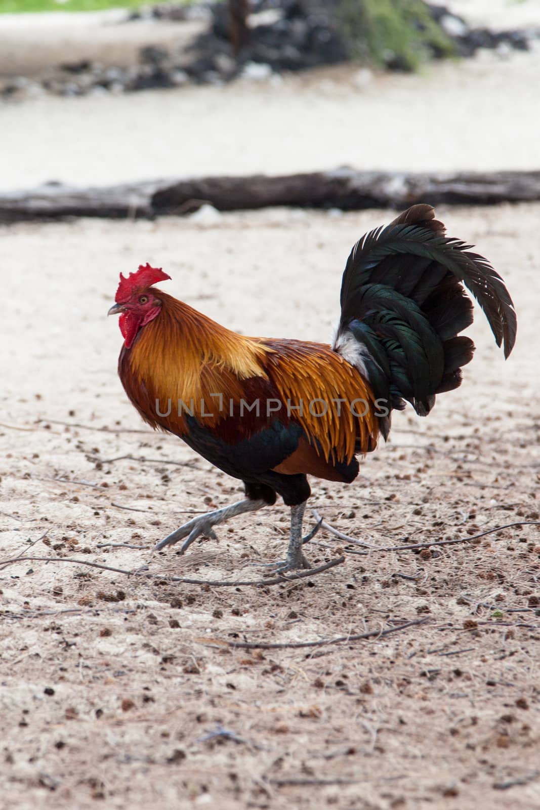 A wild rooster walks along a beach