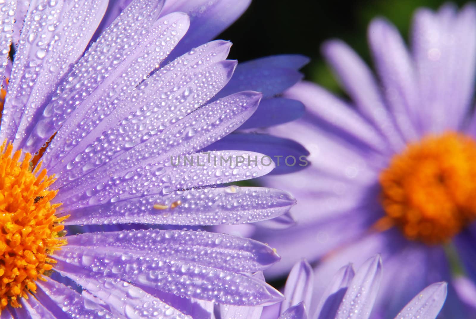 Beautiful violet dasies covered by dew drops with orange centers