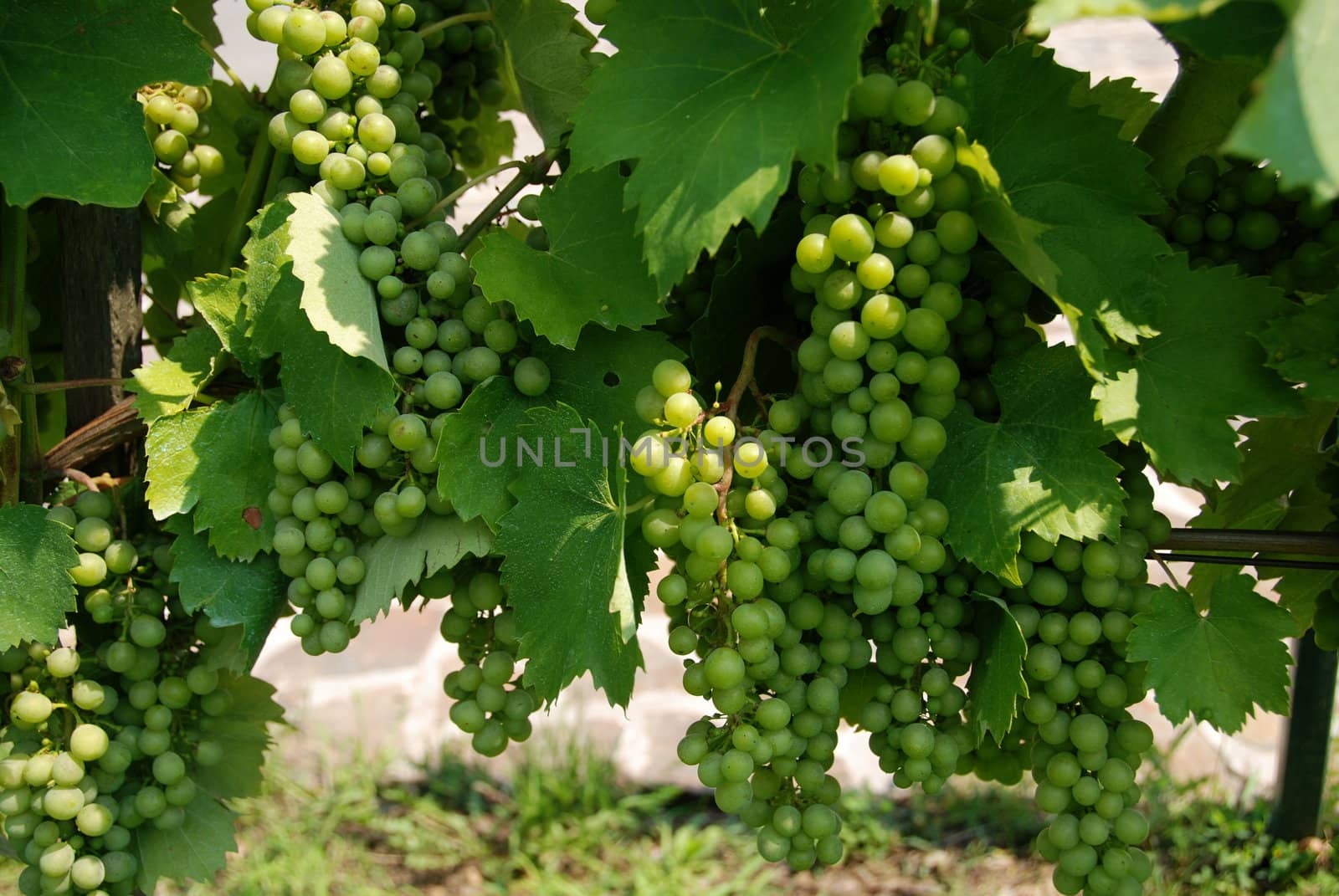 Wine grapes of Chardonnay type in te vineyard