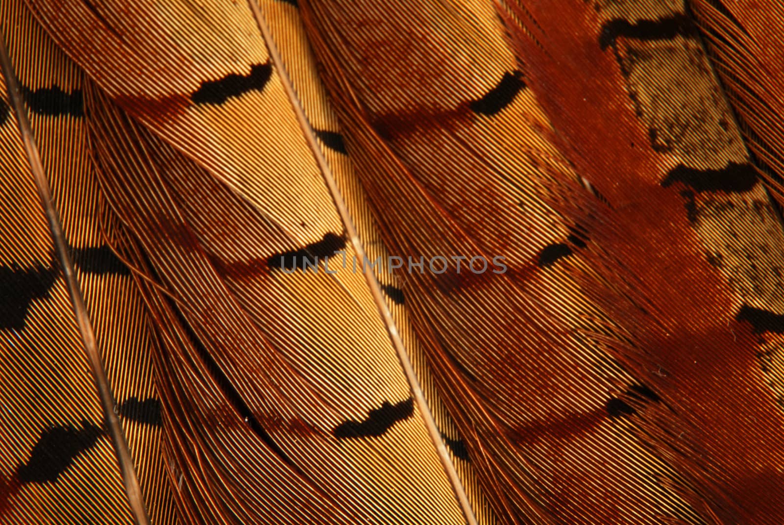 Many phesant feathers create beautiful background