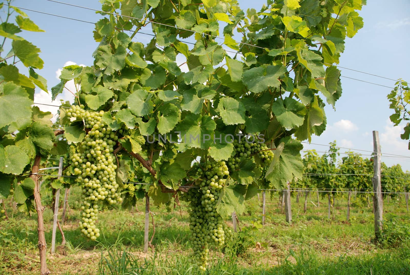 Wine grapes of Chardonnay type in te vineyard