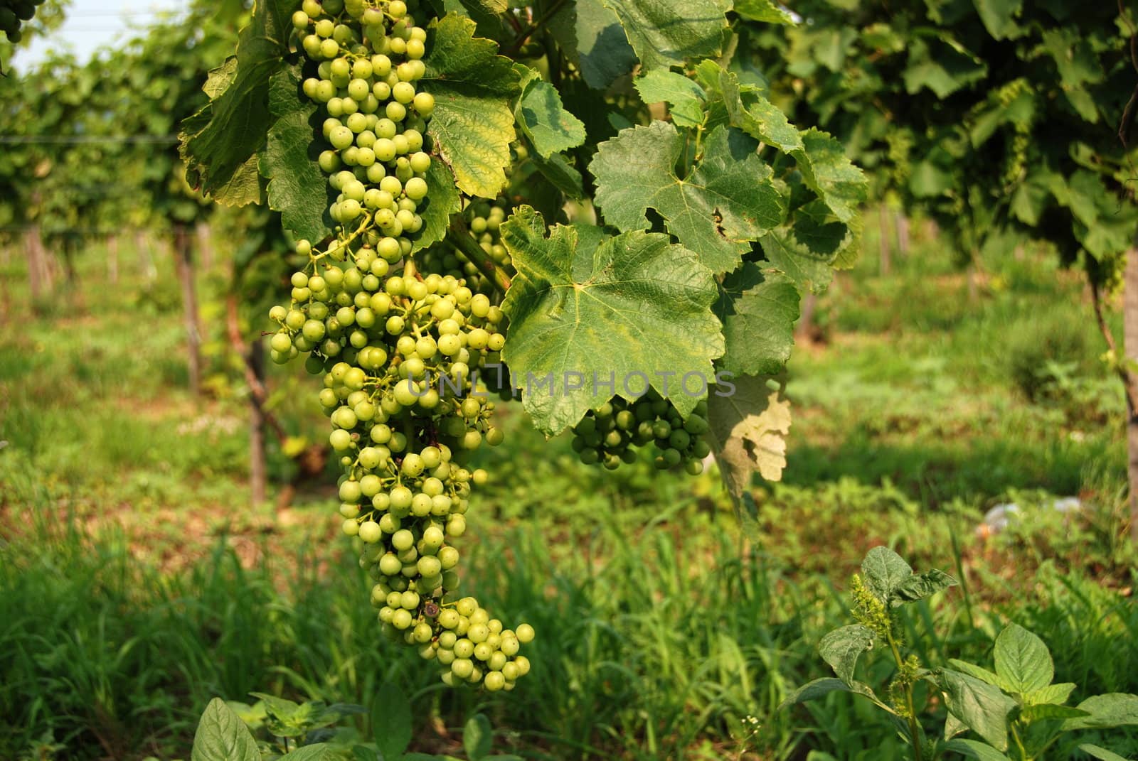 Wine grapes of Chardonnay type in te vineyard