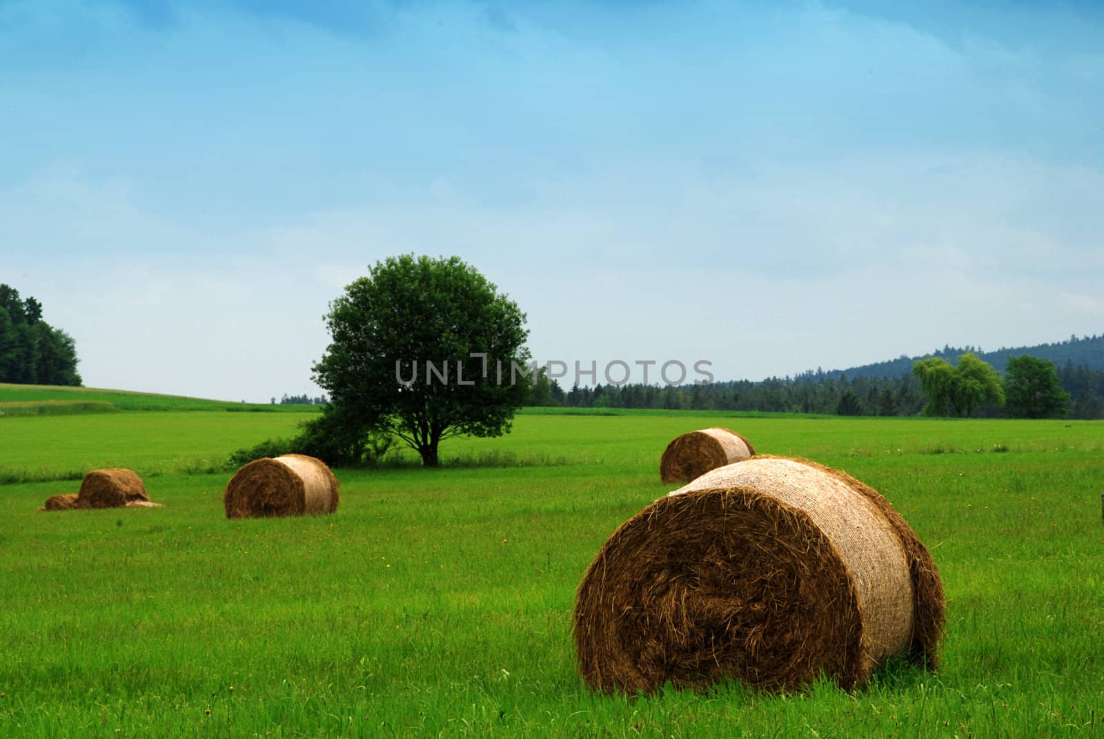 Field after harvest and blue sky and green grass