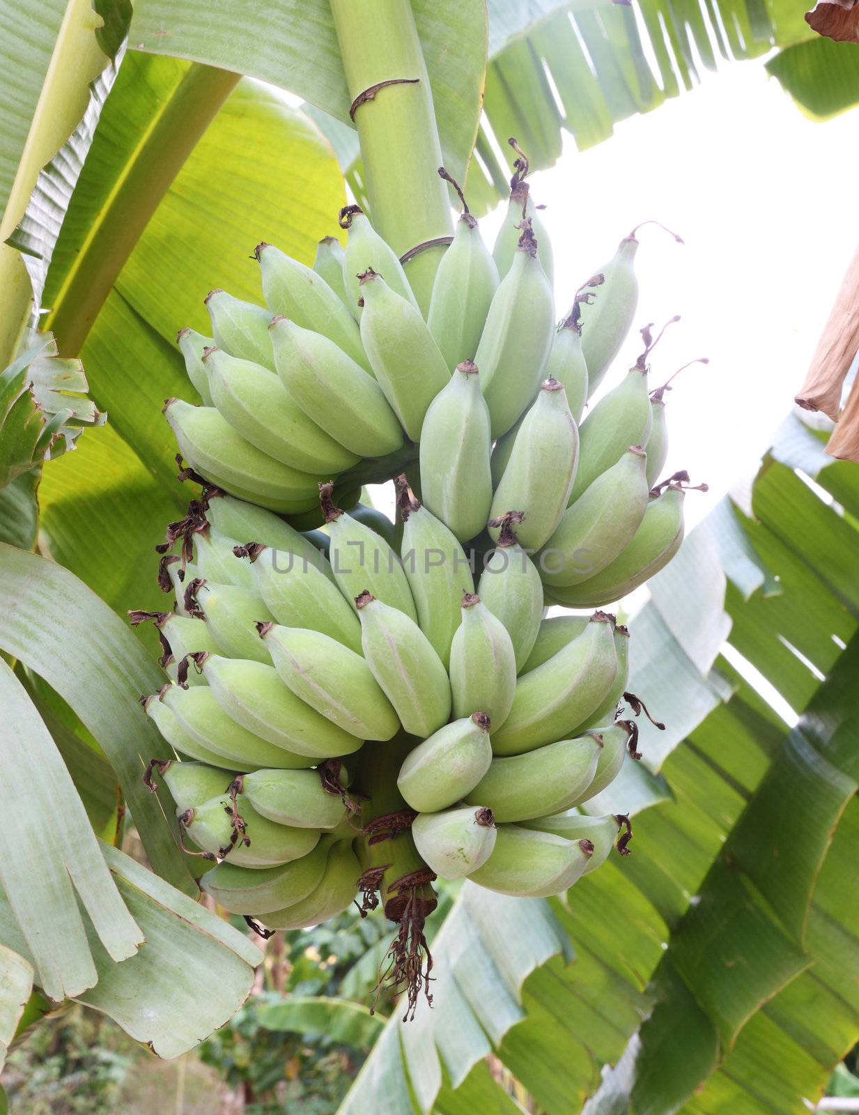 green bananas on a tree