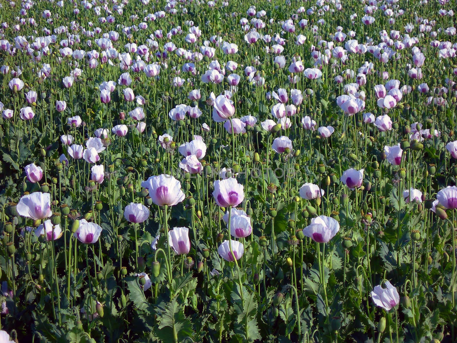           Field full of beautiful white blooming poppy