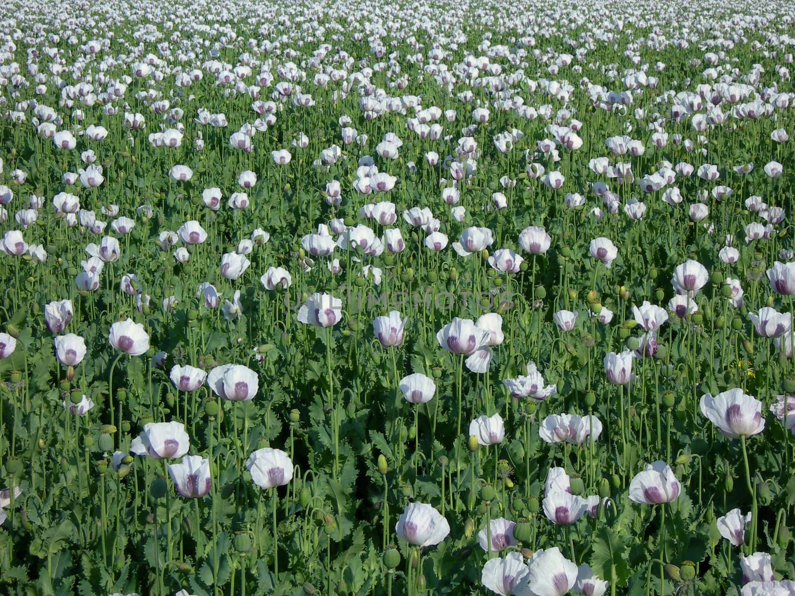Poppy field by drakodav