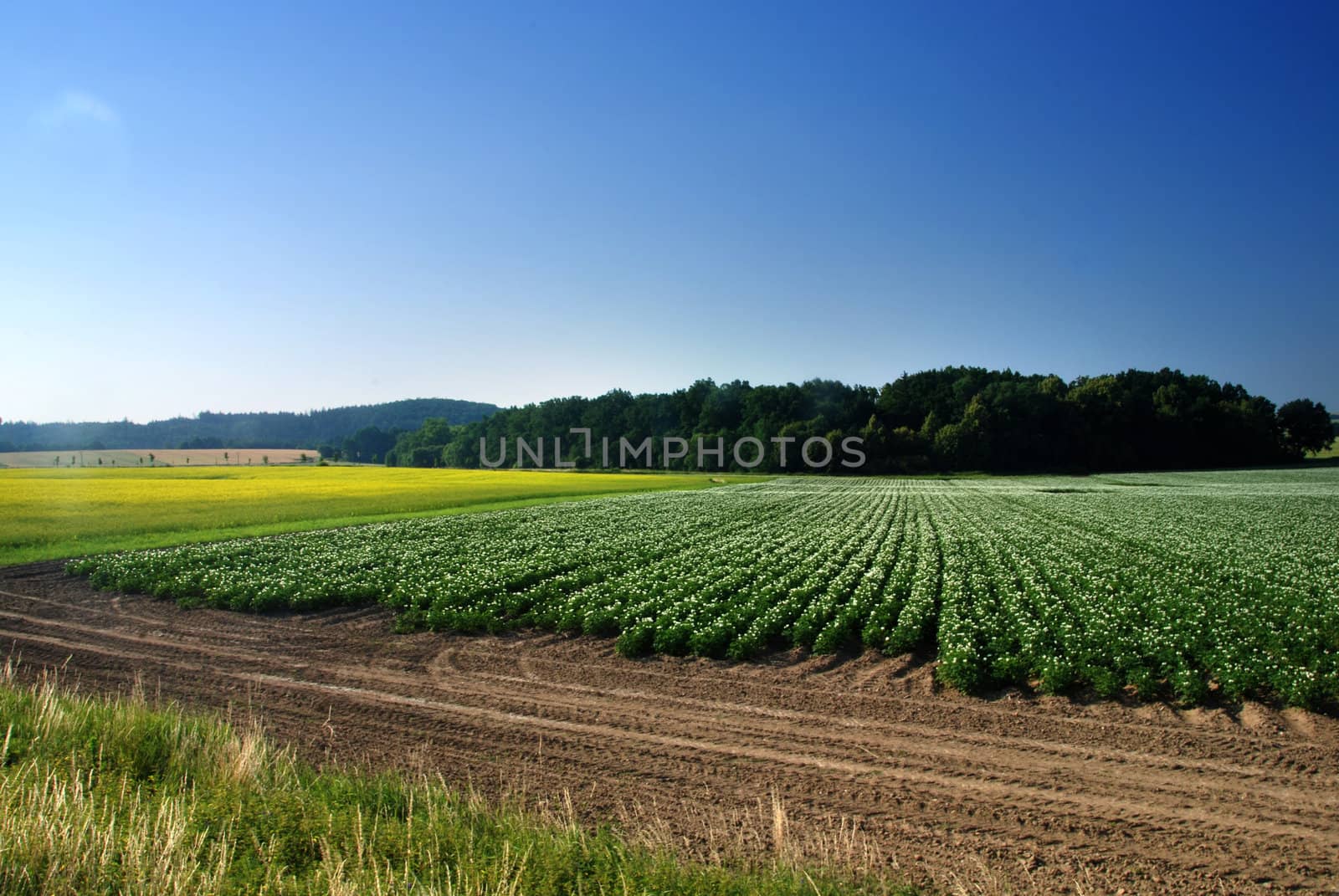 Beautiful spring landscape with rape field and a blue sky