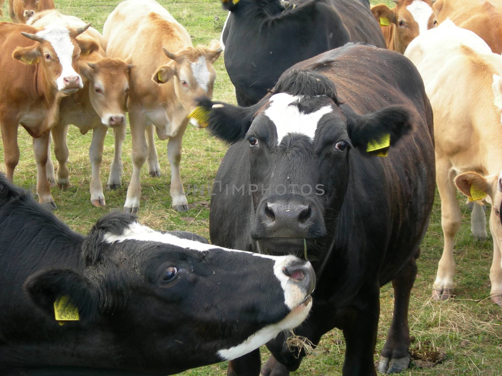                     Herd of cows on the meadow 