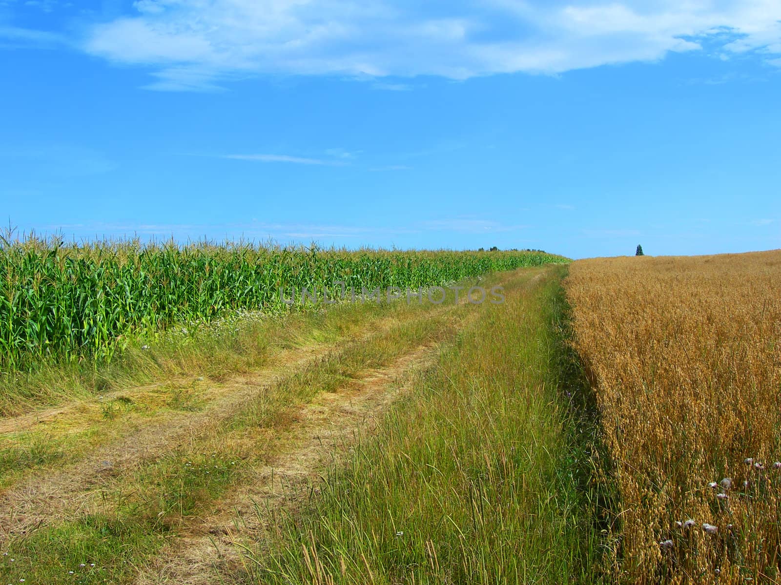           Summer landscape of two fields and a dirty way between them