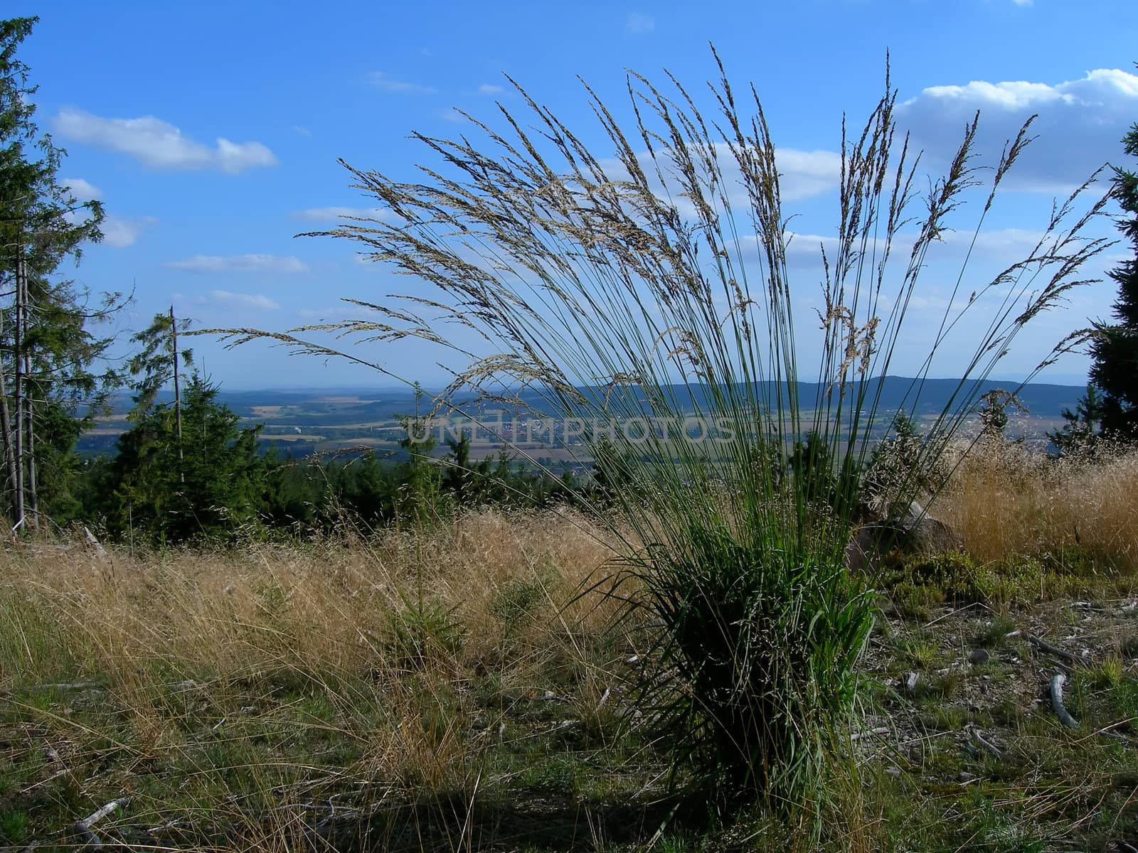 Mountain grass with long stalks growing on a meadow